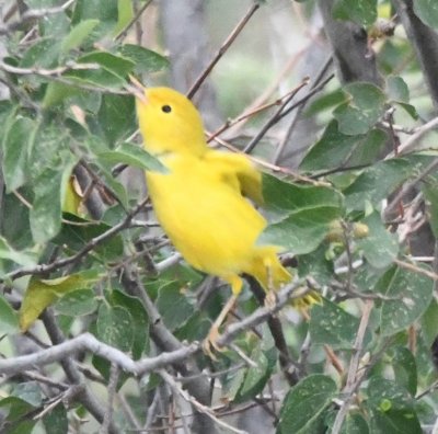 Yellow Warbler