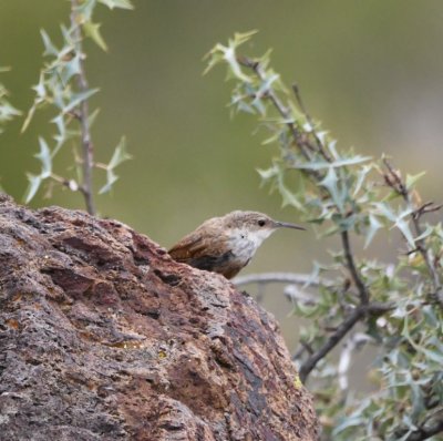 This Canyon Wren hopped up on a rock along the trail to inspect us.