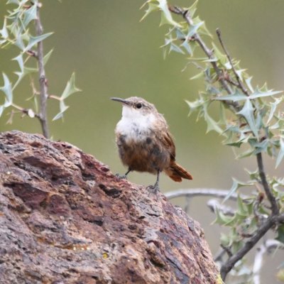 Canyon Wren on trail at Miller Ranch