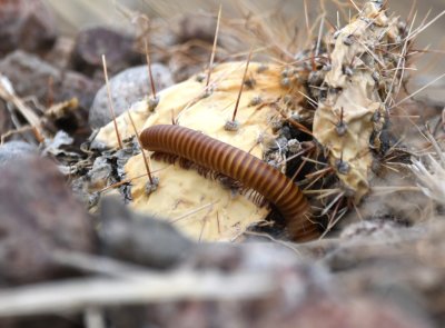 Rusty Giant millipede?