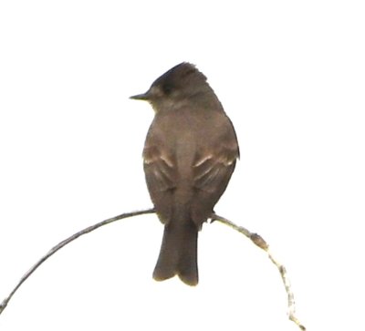 Bad, distant photo of another Western Wood-Pewee