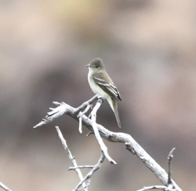 Willow Flycatcher
Wing bars both bright, undertail coverts bright white, wing extension short, tail not notched, breast light, cheek boundary light and contrasting
