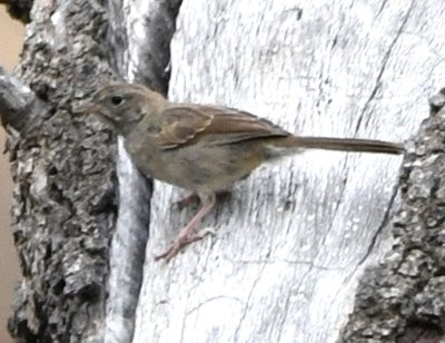 Immature Rufous-crowned Sparrow