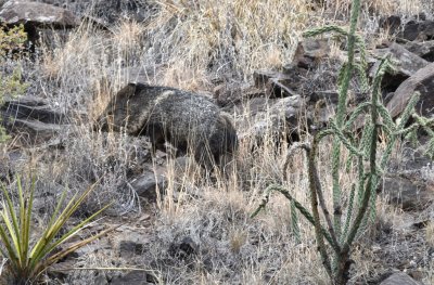 Javelina on a hill above the trail