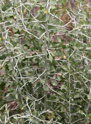 Interesting thorny bush