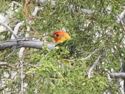 Another bad photo of a Western Tanager