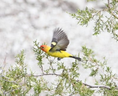 Adult male Western Tanager in flight