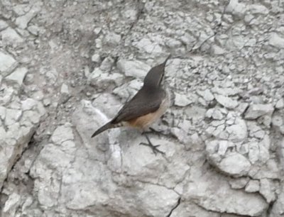 Rock Wren on the opposite side of a small canyon