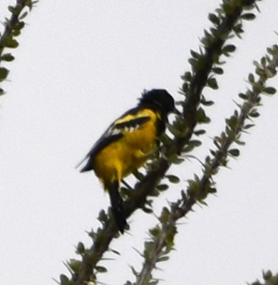 Several Scott's Orioles flew into the ocotillo on the ridge above us as we made our way down the rocky creek bed.