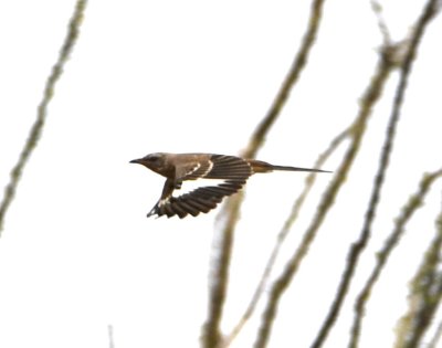 Northern Mockingbird in flight