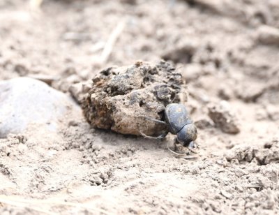 Dung beetle