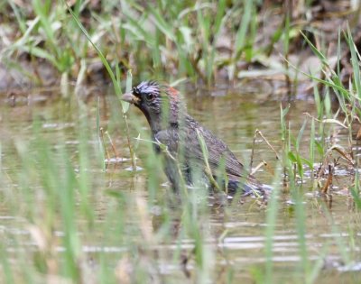 In a puddle of water near where the cars were parked (it had rained the night before), this male Varied Bunting was taking a bath.