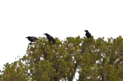 As we drove back to the ranch house, we spotted a group of Chihuahuan Ravens in some trees at the side of the road.
