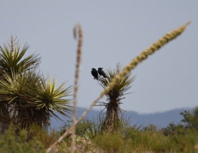 Chihuahuan Ravens