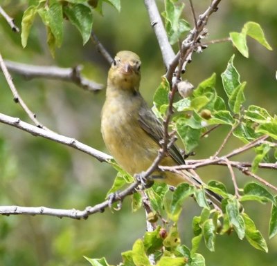 Female or immature male Painted Bunting