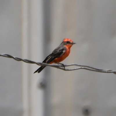 Vermilion Flycatcher on the wire over the barnyard where swallows had been roosting earlier in the day