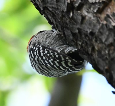 Back view of Ladderback Woodpecker