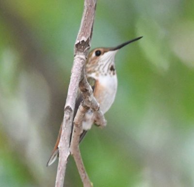 Female or immature male Rufous Hummingbird with throat patch