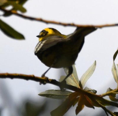 Rear view of Townsend's Warbler