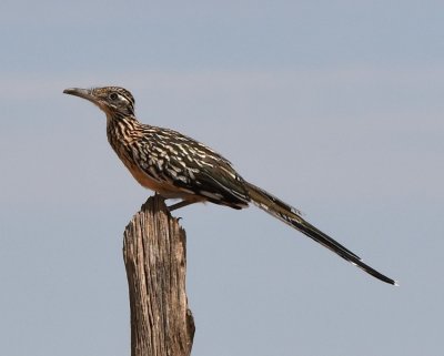 Greater Roadrunner on a fence post on Miller Ranch, Jeff Davis County, TX