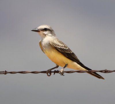 Western Kingbird on barbed wire fence on Miller Ranch entrance road