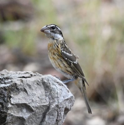 In the afternoon, we took ourselves to the Ft Davis State Park north of town and visited a couple of viewing areas where seeds and suet had been put out for the birds, like this female Black-headed Grosbeak.