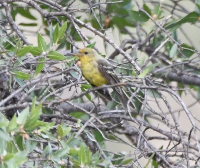 Female Hepatic Tanager?