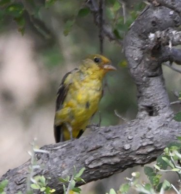 Female Hepatic Tanager?