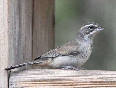 Juvenile Black-throated Sparrow