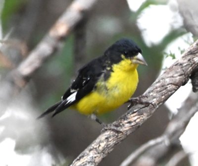 Adult male Lesser Goldfinch
