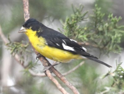 Adult male Lesser Goldfinch