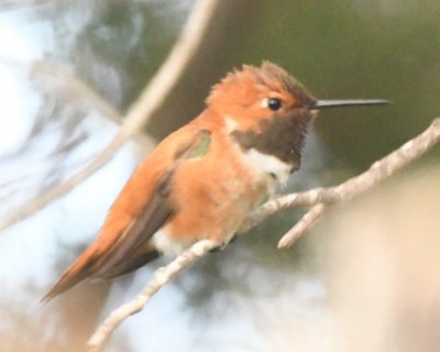 Adult male Rufous Hummingbird