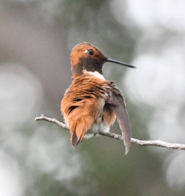 Rufous Hummingbird mid-preen