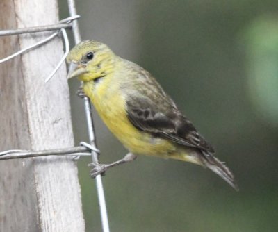 Pale adult female Lesser Goldfinch