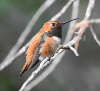 Rufous Hummingbird