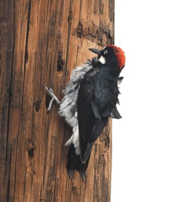 Outside from the nature center and across the street on a power pole, we spotted this Acorn Woodpecker, looking like it had just come from a bath.