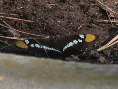 Mary spotted a colorful butterfly at the edge of the porch: an Arizona Sister.