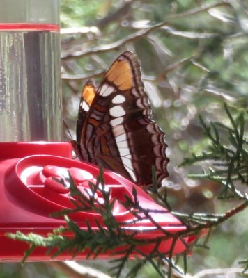 The Arizona Sister butterfly visited one of the hummingbird feeders.
