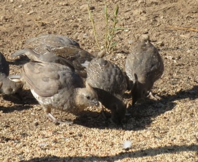 Several coveys of Scaled Quail came to feed on the grain falling to the ground under a hanging feeder.