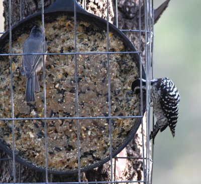Mr Floyd told us about the special suet mix he cooked up in cheap iron skillets he purchased to hang on trees in the yard. This one attracted a Black-crested Titmouse and Ladderback Woodpecker.