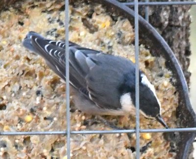 White-breasted Nuthatch on suet cake