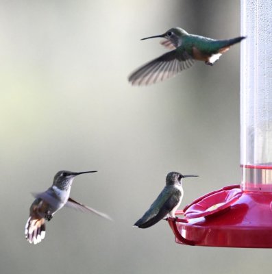 Juvenile Rufous Hummingbird (L), Broad-tailed Hummingbird (above) and Black-chinned Hummingbird (on feeder)--thanks to Carolyn Ohl, Christmas Mountains Oasis, TX, for IDs 