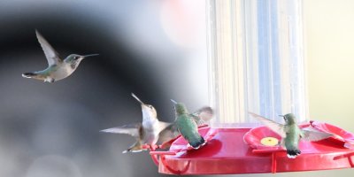 Broad-tailed Hummingbird (upper L), possible Rufous (middle) and Calliope Hummingbirds (R)