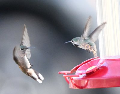 Broad-tailed and Calliope Hummingbirds