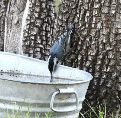 White-breasted Nuthatch getting a drink of water from a tub at the base of a tree