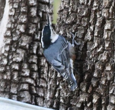 White-breasted Nuthatch