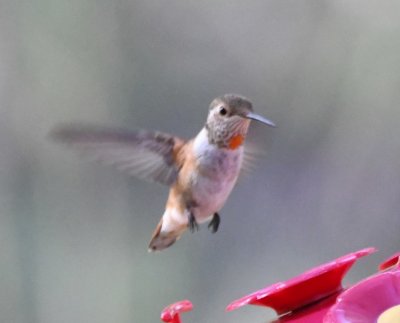 Adult female or juvenile male Rufous Hummingbird