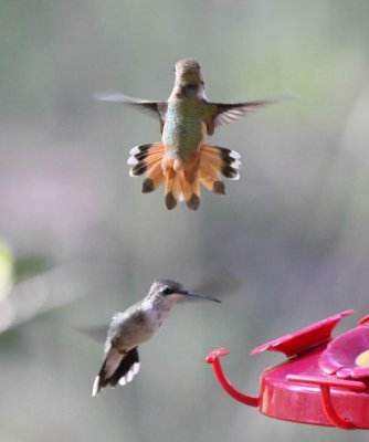 Rufous Hummingbird (above) and Black-chinned Hummingbird (below)