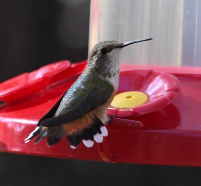 Rufous Hummingbird