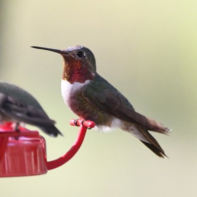 Adult male Broad-tailed Hummingbird